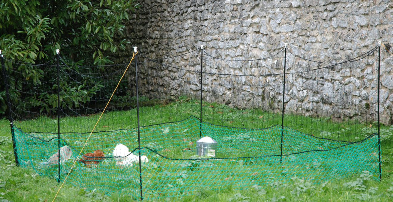 Enclos mobile à poules avec filet souple épousant les irrégularités d'un terrain en pente dans un jardin français